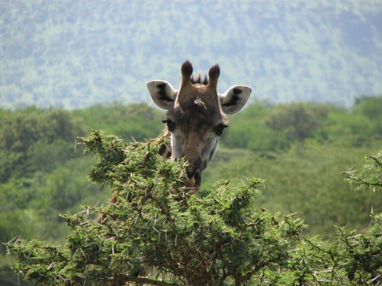 Giraffe in the Ngorongoro crater