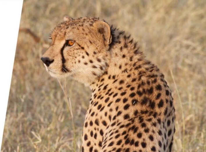 Cheetah in the serengeti national park