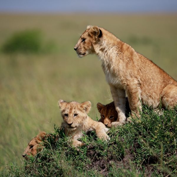 Masai Mara5